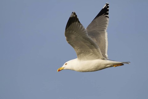 Yellow-legged Gull (Larus michahellis) flying, Bavaria, Germany
