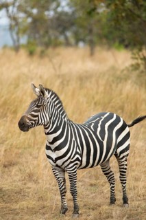 Steppe zebra (Equus quagga) or horse zebra, Akagera National Park or Kagera National Park, Eastern
