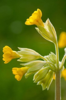 Primula officinalis, primula veris, primulaceae, cowslip, meadow cowslip, fragrant primrose, common