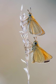 Large skipper (Ochlodes sylvanus), Ahlhorn, Lower Saxony, Germany