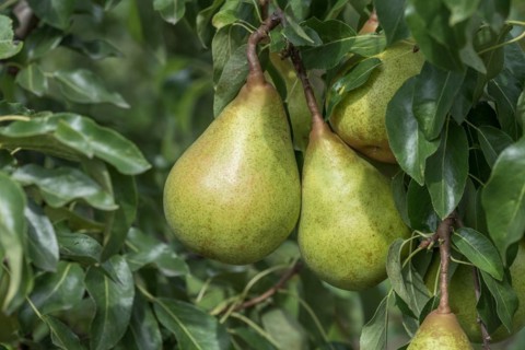 Pear (Pyrus communis 'Hochfeine Butterbirne'), Cambridge Botanical Garden, Germany