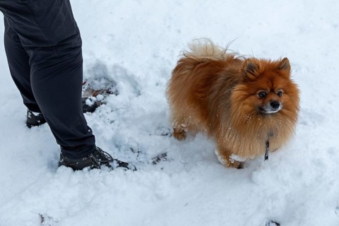 Mittelgroßer Spitz standing in deep snow next to Frauchchen, Sieversen, Samtgemeinde Rosengarten,