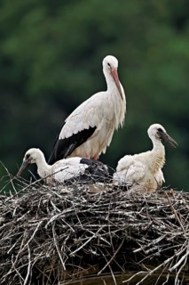 White stork (Ciconia ciconia), adult with two chicks standing on eyrie, Canton Aargau, Switzerland