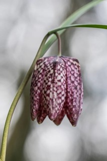 Snake's Head Fritillary (Fritillaria meleagris), Emsland, Lower Saxony, Germany