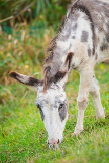 Donkey (Equus asinus asinus) or domestic donkey, white-grey pied animal with eel line and shoulder