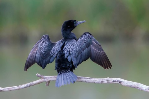 Little Black Cormorant (Phalacrocorax sulcirostris), Victoria, Australia