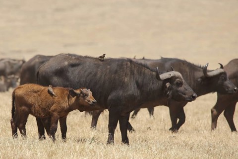 Herd of Cape buffalo (Syncerus caffer caffer) with birds on back and young, Ngorongoro Crater,