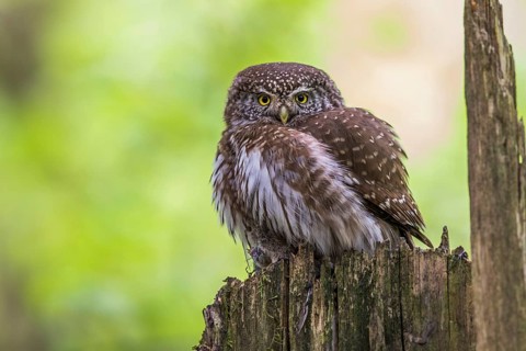 Sparrow owl (Glaucidium passerinum), Baden-Württemberg, Federal Republic of Germany
