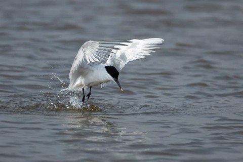 Sandwich tern (Thalasseus sandvicensis) adult bird taking off from water of a lagoon in summer,