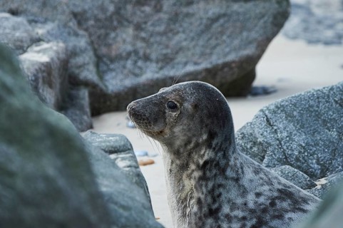Grey seal (Halichoerus grypus) lying on the beach, Düne, Helgoland, Schleswig-Holstein, Germany