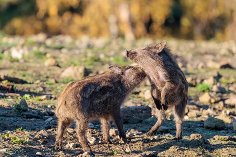 Two young wild boars (Sus scrofa) are fighting fiercely in the early morning light in a clearing.