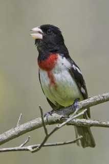 Rose-breasted Grosbeak (Pheucticus ludovicianus), Ontario, Canada