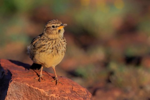 Bush Pipit (Anthus caffer), adult, on rocks, vigilant, Pilanesberg National Park, North West