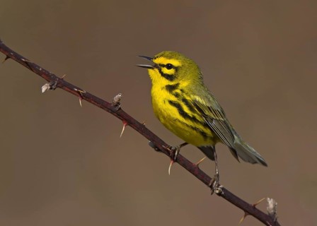 Prairie Warbler (Setophaga discolor) male singing, Ohio, USA