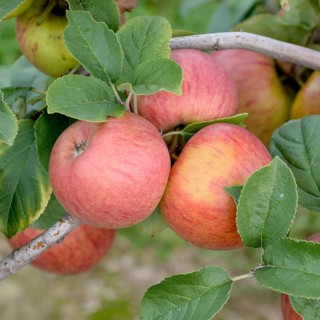 Apple (Malus domestica 'Roter Erwin Baur'),  Germany