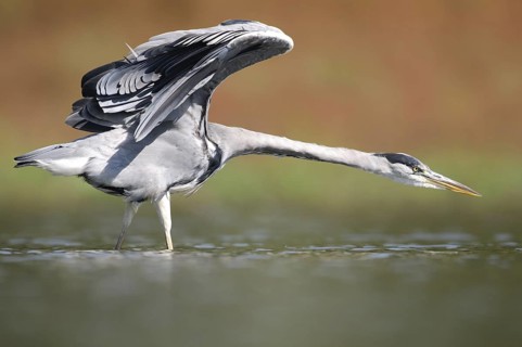 Grey Heron (Ardea cinerea), Thuringia, Germany
