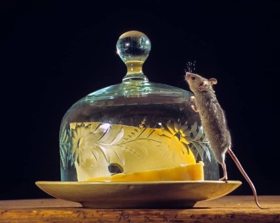 House mouse, mus musculus, rodents, rodentia, mammals, mouse, muroids, mice, rodents, mammals