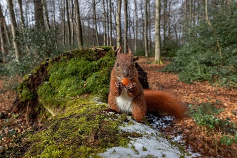 Right in front of the camera, a squirrel (Sciurus vulgaris) is eating a hazelnut (Corylus