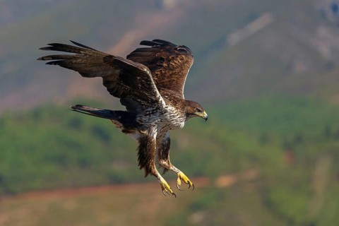 Bonelli's eagle (Hieraaetus fasciatus), Aigle de Bonelli, Águila-azor Perdicera, Tawi Atayr,