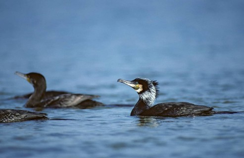 Black shag, cormorant, phalacrocorax carbo, adult, birds, adult, sexually mature, leo,