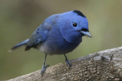 Black-naped Monarch (Hypothymis azurea) male, Maharashtra, India
