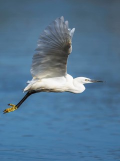 Little Egret, Egretta garzetta, bird in flight over marshes