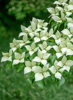 Flowering dogwood (Cornus kousa var. chinensis), Knighthayes Court, Great Britain