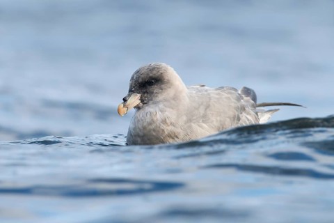 Northern Fulmar (Fulmarus glacialis), Varanger, Norway