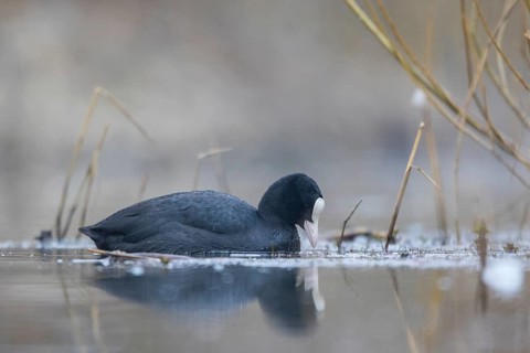 Eurasian Coot (Fulica atra), North Rhine-Westphalia, Germany