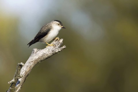 Varied Sittella (Daphoenositta chrysoptera), Victoria, Australia