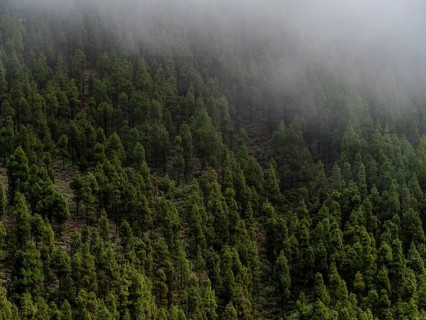 A serene view of a dense pine forest enveloped in mist at Tejeda Village in Gran Canaria,