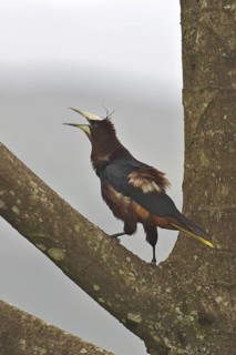 Chestnut-headed Oropendola (Psarocolius wagleri), Costa Rica