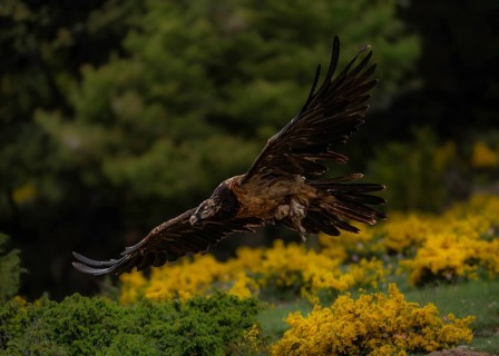 Bearded vulture (Gypaetus barbatus) shortly after take-off with prey in its talons, Pyrenees, Spain