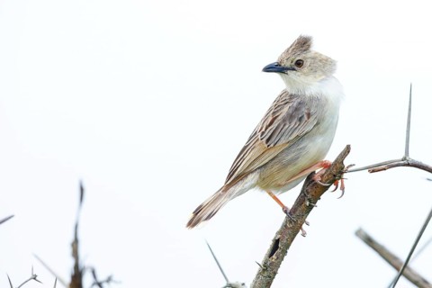 Cisticola natalensis, (Cisticola natalensis), animals, birds, perching, genus of warblers,
