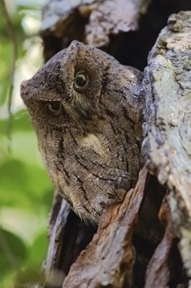 Torotoroka Scops Owl (Otus madagascariensis), Zombitse-Vohibasia National Park, Madagascar