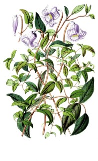 Clematis campaniflora, Italian clematis, plant and flower, digitally reworked reproduction of an