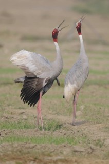 Sarus Crane (Antigone antigone) calling, Keoladeo National Park, India