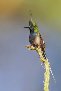 Wire-crested Thorntail (Popelairia popelairii) perched on a branch in Manu National Park, Peru