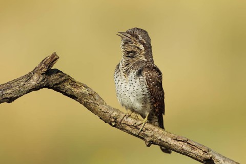 Eurasian Wryneck (Jynx torquilla), Baden-Wuerttemberg, Germany