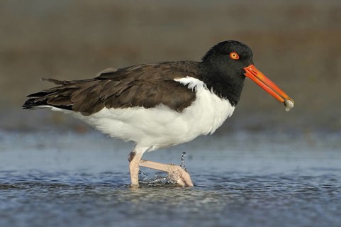 American Oystercatcher (Haematopus palliatus), Texas, USA