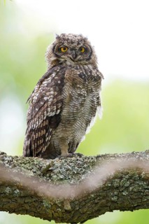 Spotted eagle-owl (Bubo africanus), Grand-duc africain, Wakkerstrom surroundings, Wakkerstrom,
