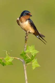 Barn Swallow (Hirundo rustica), Texas, USA