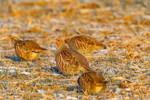 Grey partridge (Perdix perdix) Germany