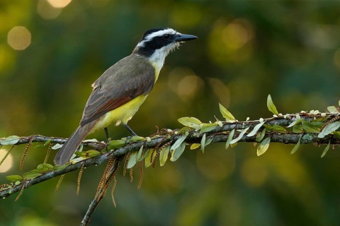 Great Kiskadee (Pitangus sulphuratus) perched on a branch, Costa Rica