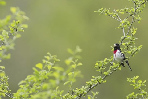 Rose-breasted Grosbeak (Pheucticus ludovicianus), Ohio, USA