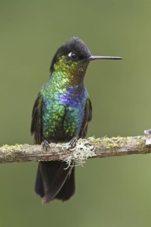 Fiery-throated Hummingbird (Panterpe insignis), Costa Rica