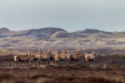 In this photo, all phases of antler shedding can be clearly seen, some of the red deer (Cervus