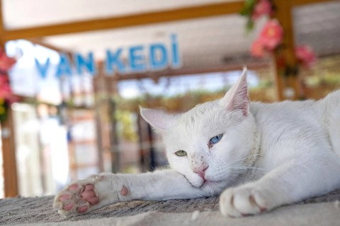 Van, Turkey. June 2nd 2026. A amber and blue eyed Van Cat inside the visitor centre of Van Cat