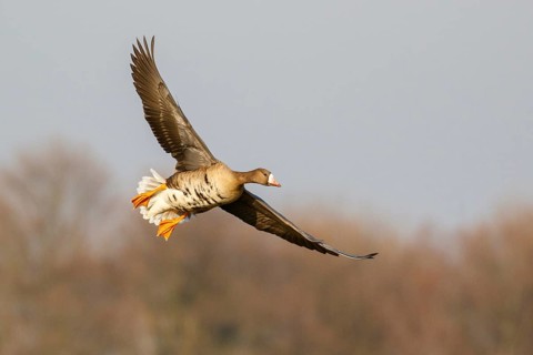 Greater White-fronted Goose (Anser albifrons) flying, North Rhine-Westphalia, Germany