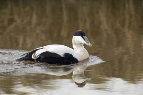 Eider, Common Eider, Somateria mollissima